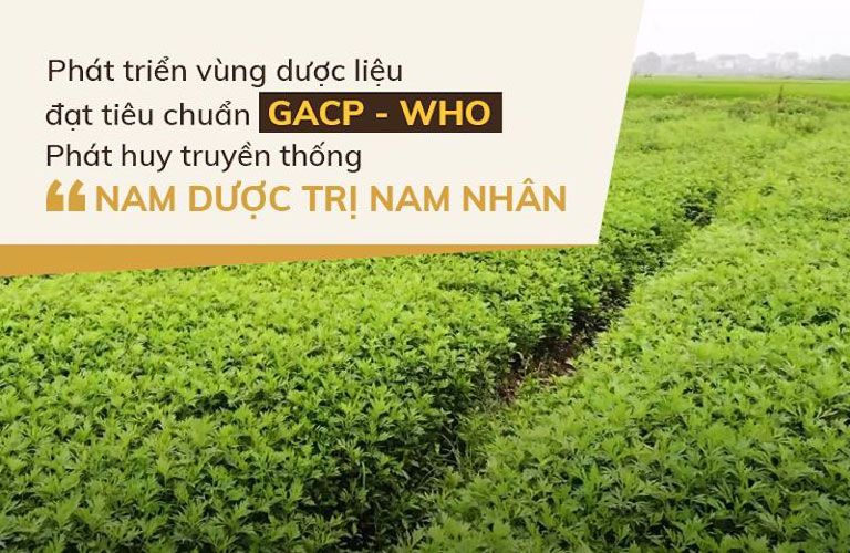 Vườn dược liệu sạch, đạt tiêu chuẩn GACP - WHO của nhà thuốc Đỗ Minh Đường