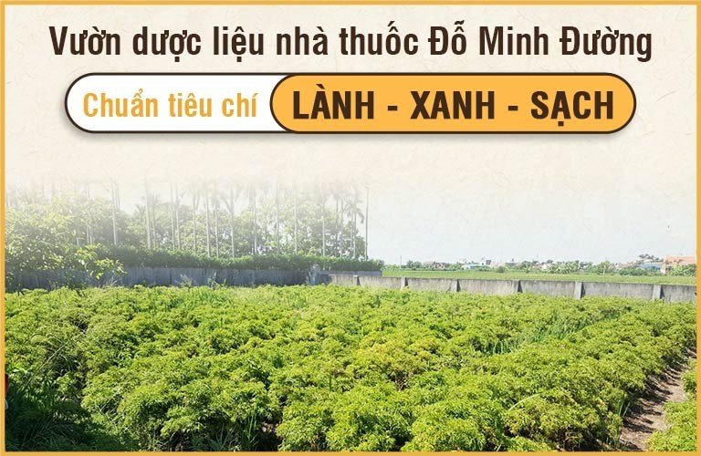 Vườn dược liệu hữu cơ an toàn của nhà thuốc Đỗ Minh Đường